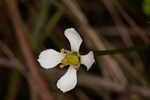 White screwstem